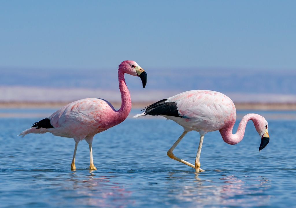 En la Laguna Chaxa habitan microinvertebrados que son la base de la alimentación de los flamencos.