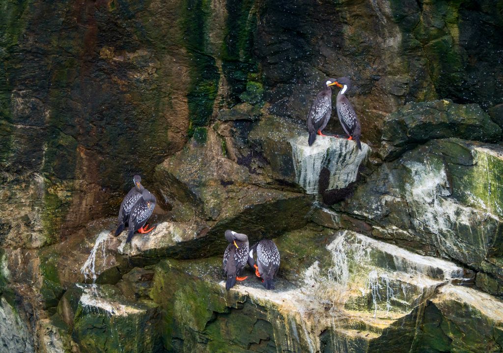 La Reserva Nacional Pingüino de Humboldt alberga diferentes especies de aves marinas, como el cormorán lile.