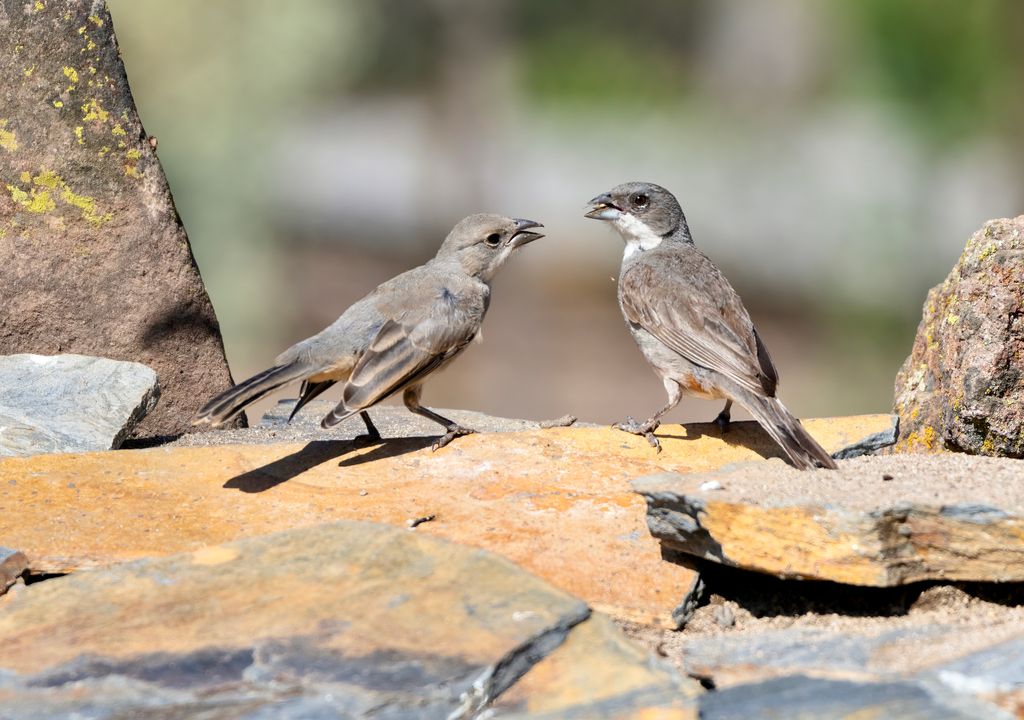 La diuca es una de las especies de aves que se puede ver en el Parque Natural San Carlos de Apoquindo.