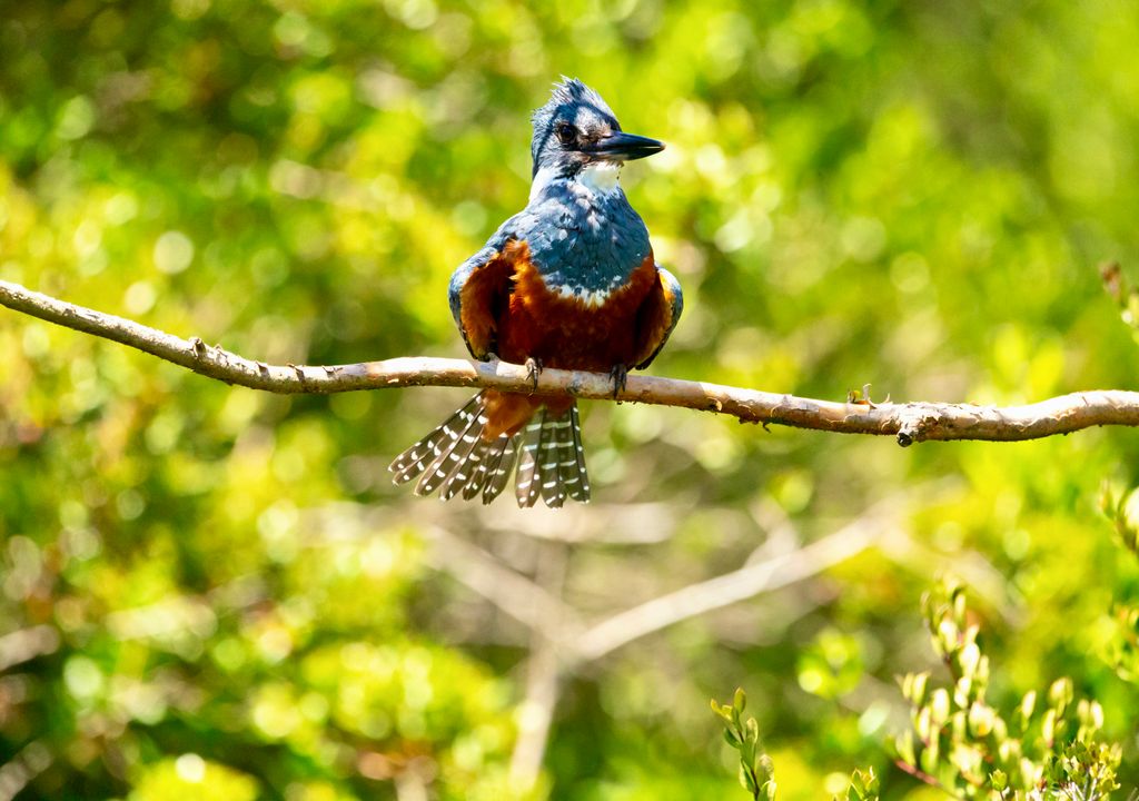 En el río Maullín es posible avistar especies emblemáticas del sur de Chile, como el martín pescador.