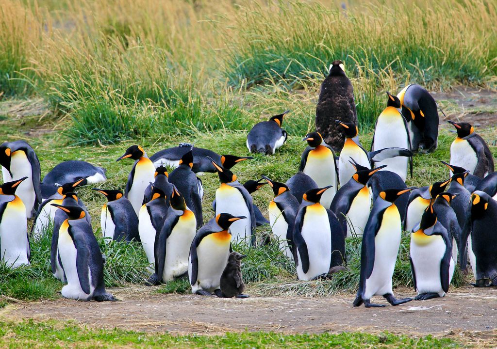 La Reserva Natural Pingüino Rey alberga a la única colonia reproductiva de esta especie en América del Sur.
