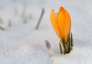 Bis 15 Grad warm: Frühling am 4. Advent?
