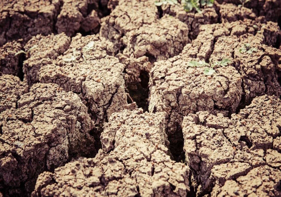 Dürre wird bedrohlich Dürre wird bedrohlich