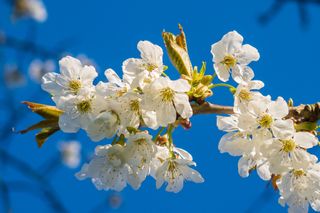 Bis zu 21 Grad: Jetzt startet der Frühling durch!