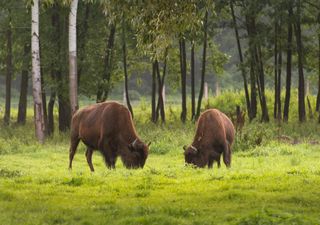 Los bisontes, héroes inesperados de la acción climática