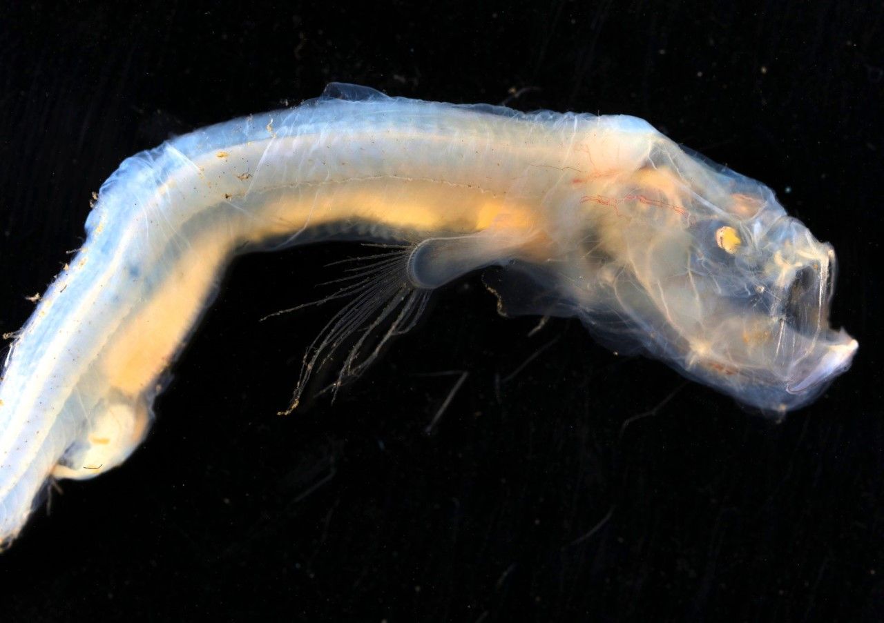 Bizarre deep-sea creatures revealed in voyage to submerged volcanoes