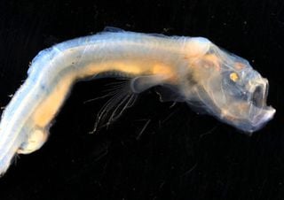 Descubren unas extrañas criaturas marinas en las profundidades del océano