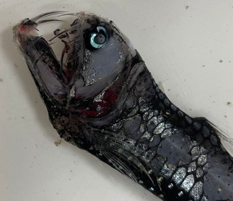 Rare deep sea fish found in Australia expedition, including blind eel