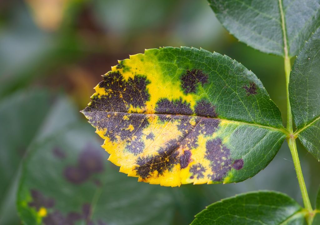 Black spot disease can devastate a rose plant, and it is prone to occur in the UK's wet and cool autumn weather.