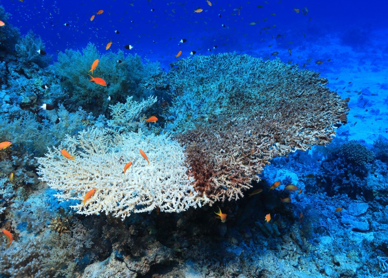 Le blanchissement des coraux est engendré par la hausse des températures des mers et océans et symbolise son dépérissement progressif