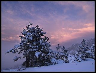 Blanco reportaje fotográfico. Nevada en Navacerrada