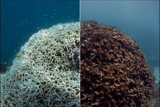 Blanqueamiento acelerado de los corales