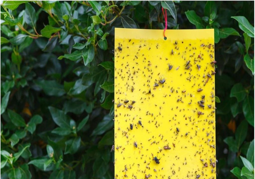 Klebefallen sind ein einfaches, aber wirksames Mittel zur Überwachung der wichtigsten pflanzenfressenden Insekten in Gärten und Gemüsegärten.