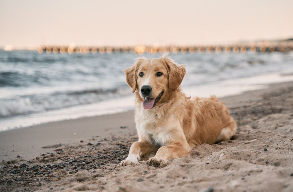 Auch für Hunde können die Blaualgen zur Gefahr werden (Foto: Adobe Stock)
