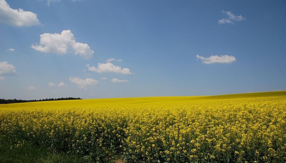 Les champs de colza témoignent eux aussi d’une agriculture confrontée à un climat plus chaud et à des saisons qui se décalent.
