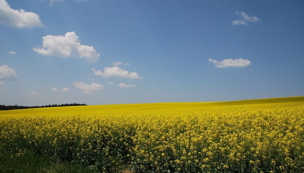 Les champs de colza témoignent eux aussi d’une agriculture confrontée à un climat plus chaud et à des saisons qui se décalent.
