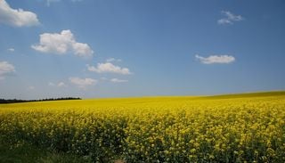 Bl&eacute;, ma&iuml;s, colza...: le r&eacute;chauffement bouleverse le calendrier agricole europ&eacute;en
