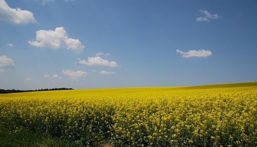 Bl&eacute;, ma&iuml;s, colza...: le r&eacute;chauffement bouleverse le calendrier agricole europ&eacute;en