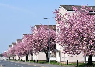 Blossom Watch builds UK map of blooms