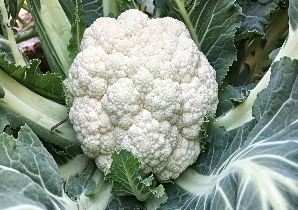 "Blumenkohl, TikTok, Instagram, YouTube, Vom Garten, Food-Challenge