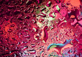 Kurios: Morgen gibt es in Deutschland Blutregen! Was ist das?