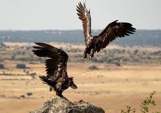 Boas notícias! Os casais de abutre-preto triplicaram em dois anos em Portugal