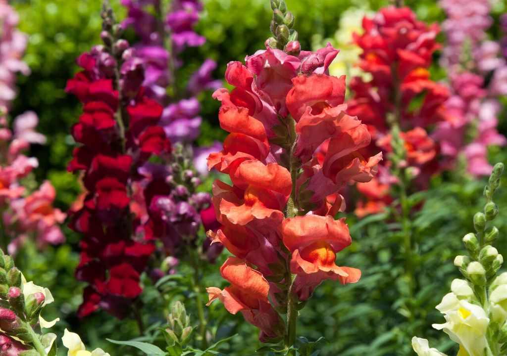 snap dragon snap dragon