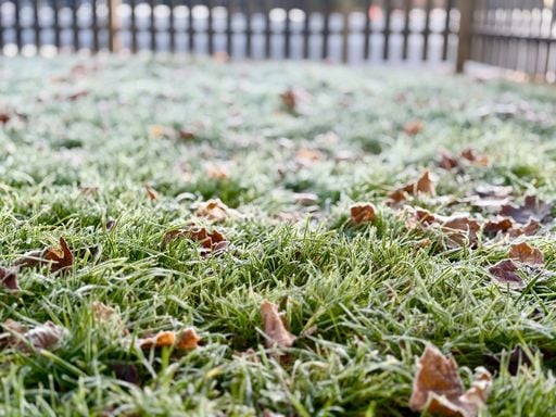 Bodenfrost: Plusgrade in der Vorhersage, Frost im Beet