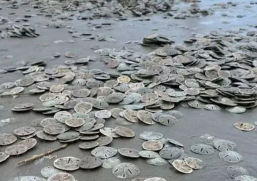 Bolachas-do-mar invadem o litoral de S&atilde;o Paulo ap&oacute;s agita&ccedil;&atilde;o do mar e fen&ocirc;meno exala aroma indesejado; veja imagens