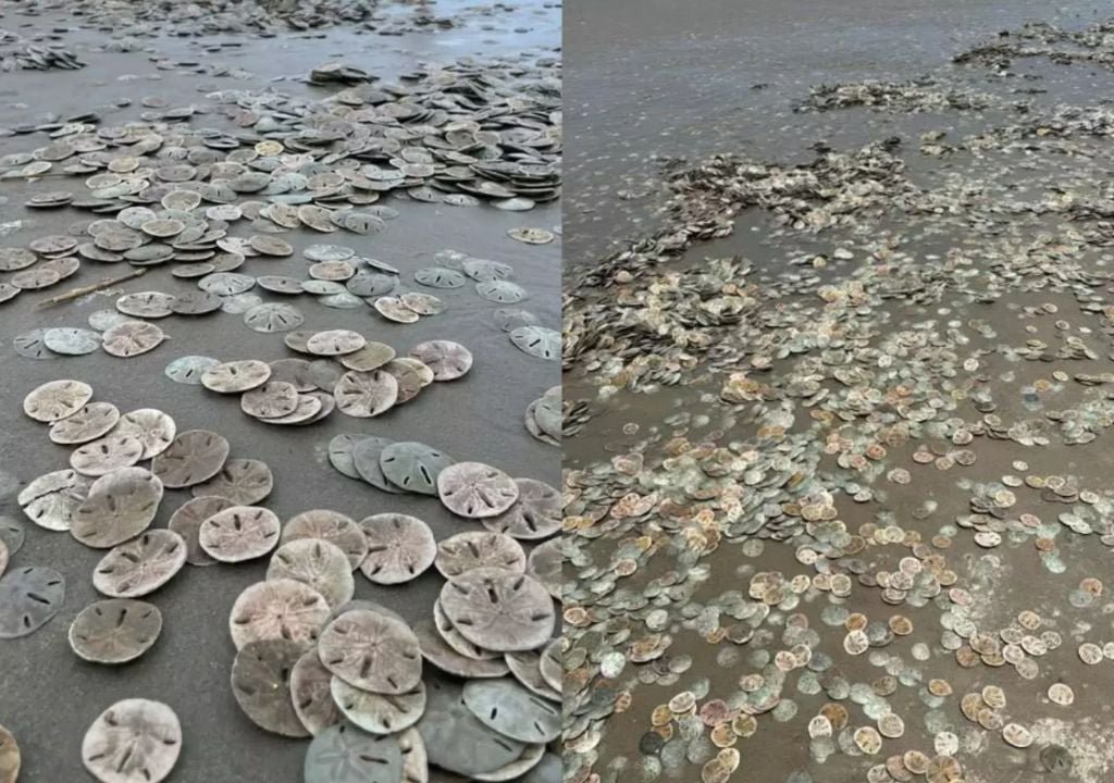 Bolachas-do-mar nas areias da praia de Ilha Comprida - Foto: A Tribuna/ Redes Sociais