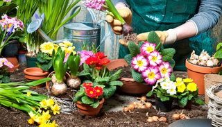 Bolbos de primavera: o que plantar em outubro para florir em mar&ccedil;o