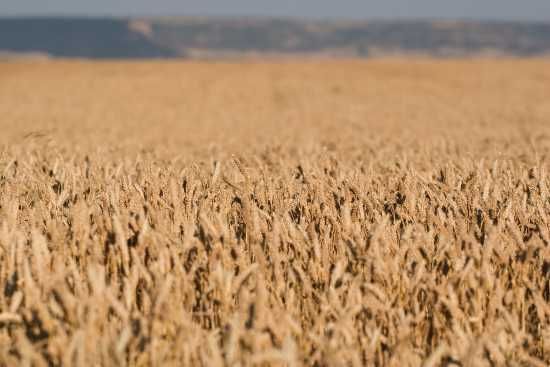 Boletines De Predicción De La Cosecha De Cereales Cereal