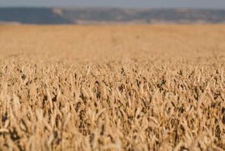 Boletines de predicción de la cosecha de cereales