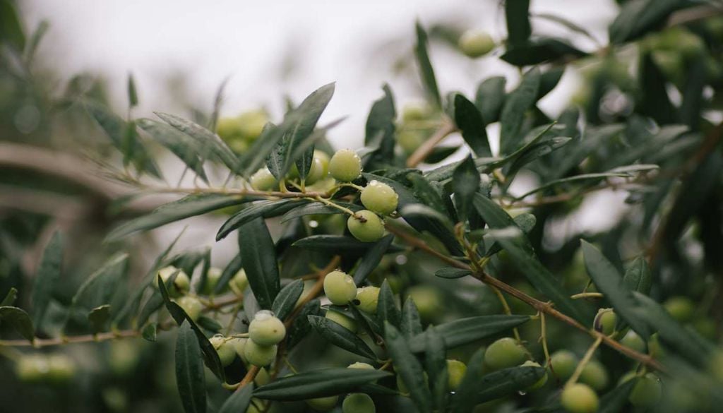 Oliveiras Entre oliveiras centenárias, a produção de azeite mantém uma forte ligação à terra e à alimentação tradicional de Bolotana.