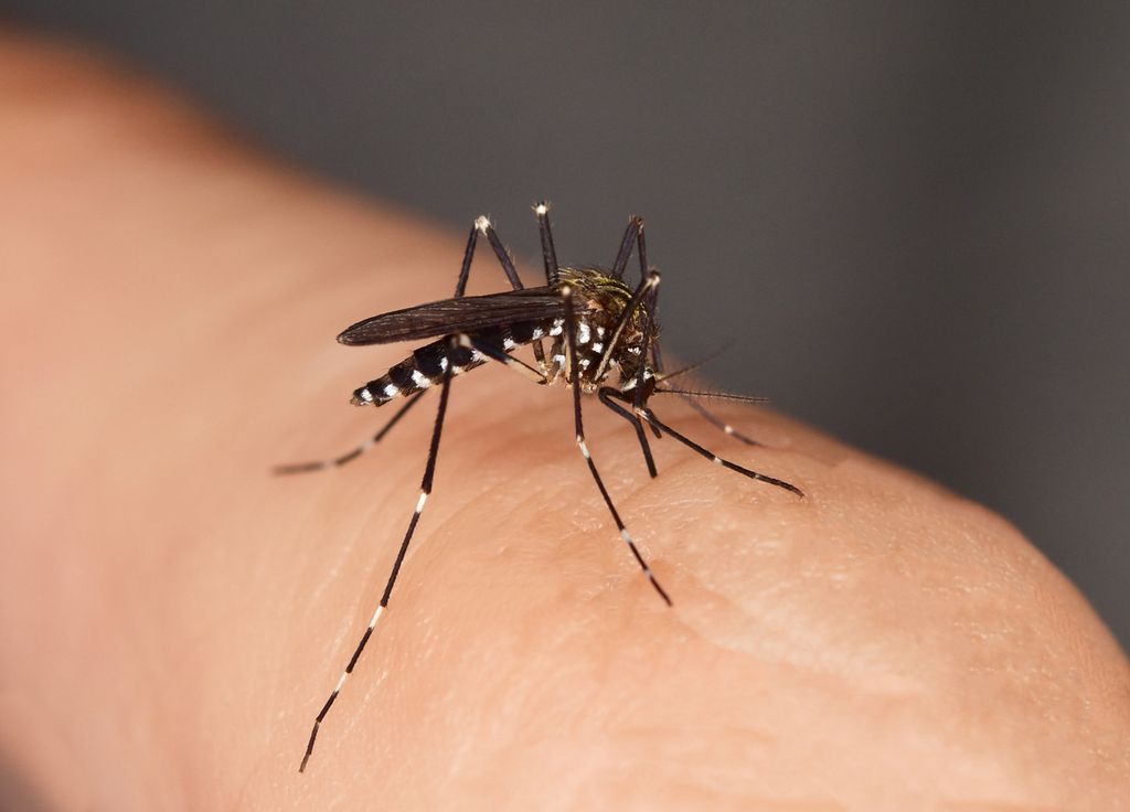 Vacuna contra el mosquito chikungunya