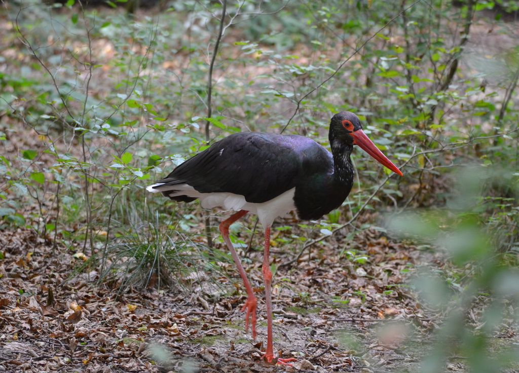 Retour de la cigogne noire dans les forêts franciliennes, un espoir confirmé par les spécialistes.