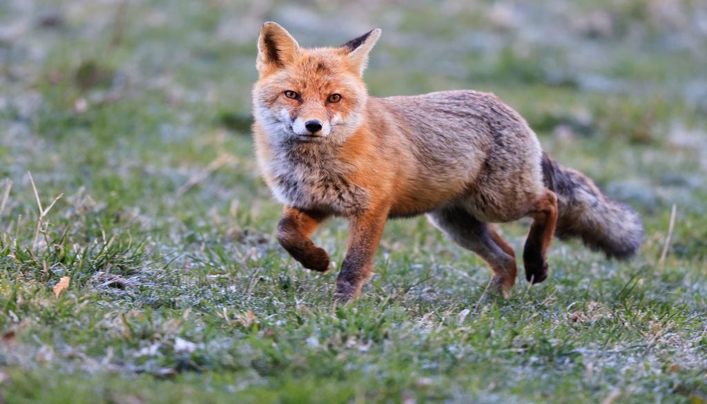 Le renard roux fait partie des espèces bien implantées dans la réserve de Jujols. Le renard roux fait partie des espèces bien implantées dans la réserve de Jujols.