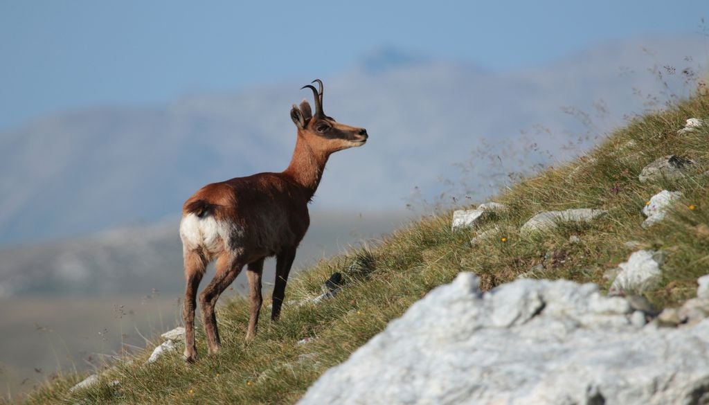 L'isard, cousin du chamois, est très présent dans la chaîne de montagnes des Pyrénées. L'isard, cousin du chamois, est très présent dans la chaîne de montagnes des Pyrénées.
