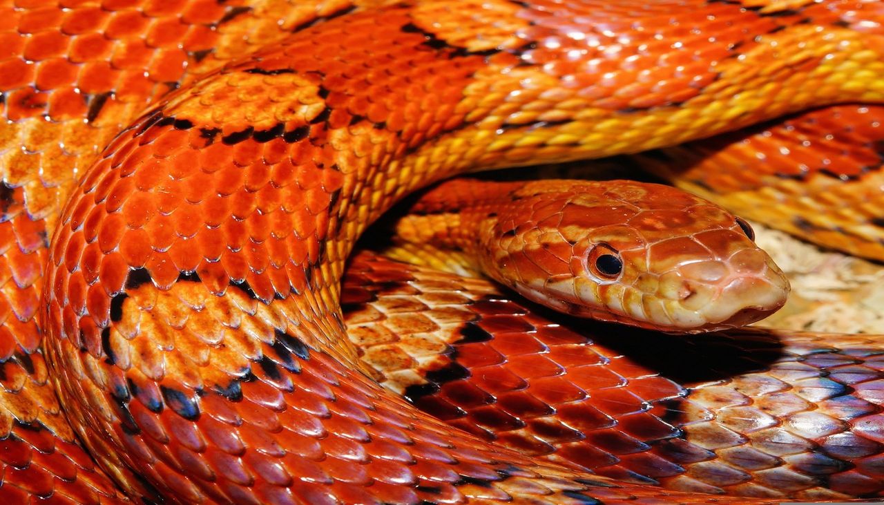 Ne pas aspirer le venin d'un serpent