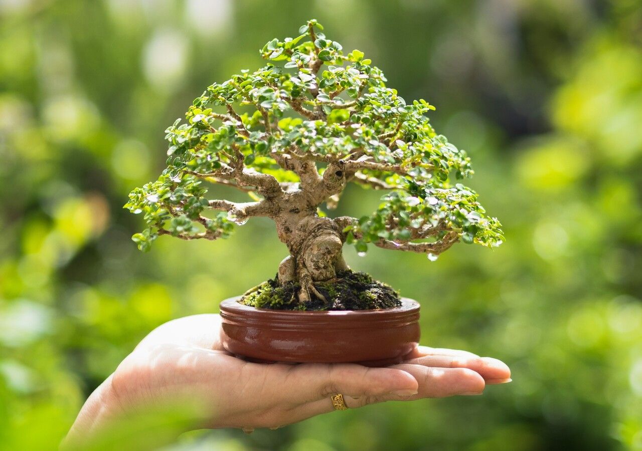 Bonsai per principianti: tre modi per coltivarne uno a casa