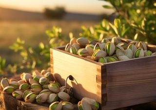 El boom del pistacho: por qué crece tanto la producción de este particular fruto en Argentina