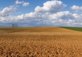 ¿Boom triguero? Por qué los productores suman cada vez más hectáreas para la siembra del cereal