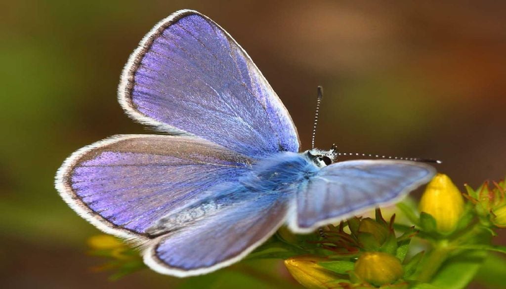 borboleta azul-de-Chapman (Polyommatus thersites) O estado de conservação da borboleta azul-de-Chapman (Polyommatus thersites) é pouco preocupante na Lista Vermelha da IUCN. Foto: Dapporto et al., 2026 / Publicado originalmente em Current Biology