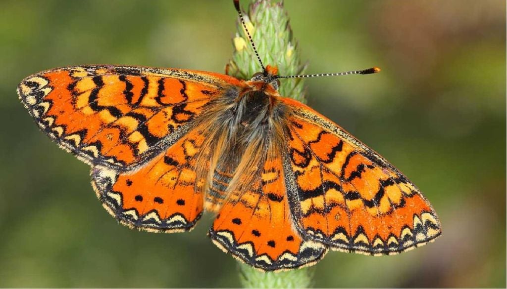 fritilária-mediterrânica (Euphydryas desfontainii) Apesar de, a nível global, a população da fritilária-mediterrânica (Euphydryas desfontainii) ser estável, em Portugal está em perigo.Foto: Dapporto et al., 2026 / Publicado originalmente em Current Biology