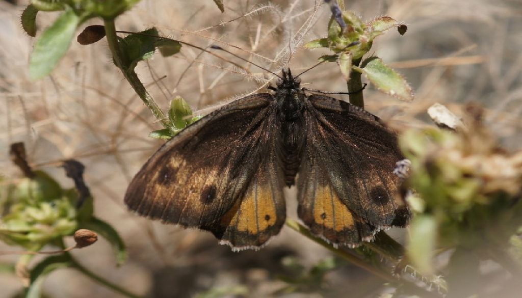 Pseudochazara amymone A Pseudochazara amymone usa os tons castanhos para se camuflar em rochas calcárias e em solo seco. Está entre as espécies mais ameaçadas na Europa. Foto: Chris van Swaay/iNaturalist