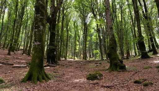 Boschi vetusti: le prime tre foreste inserite nella Rete nazionale si trovano nel Friuli Venezia Giulia