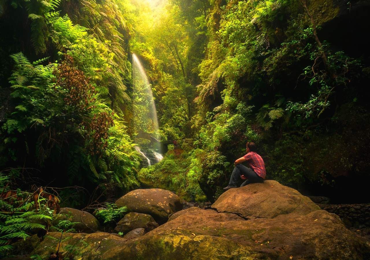 Reconocido como Reserva de la Biosfera en 2002, el Bosque de los Tilos de La Palma acoge una especular vegetación, en la que llaman la atención los helechos gigantes.