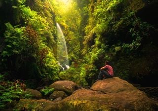 La forêt géante de fougères qui semble tout droit sortie d’un film : un itinéraire rafraîchissant pour août