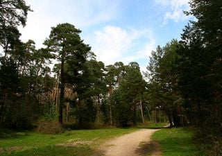 El impresionante bosque a tan sólo 15 minutos de Segovia ideal para visitar esta Semana Santa