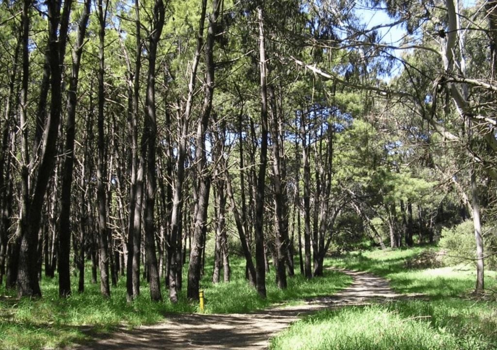 Bosque Energético de Miramar